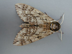 moth.jpg (14578 bytes)